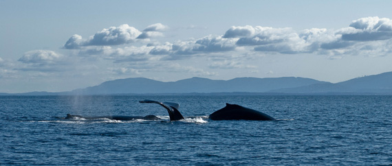 Humpback whales near Victoria, BC